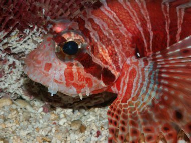 Closeup on a colorful bright red and poisonous Spotfin lionfish, Pterois antennata in a marine aquarium clipart