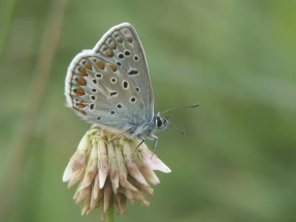 青いイカルス蝶の自然なクローズアップ Polyommatus Icarus 牧草地で閉じた翼で座って — ストック写真
