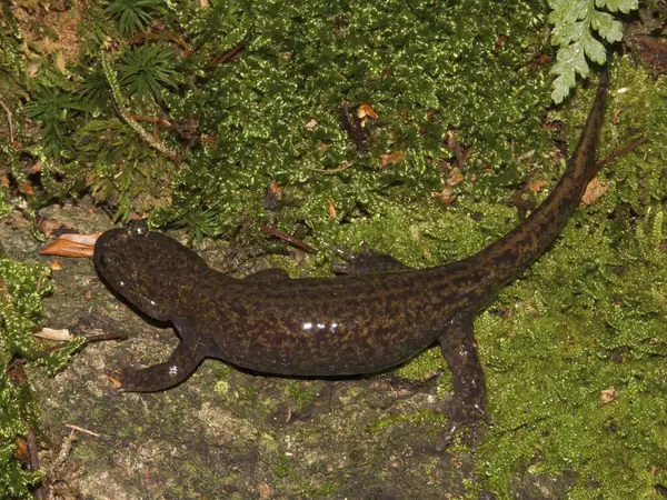 상세한 클로즈업 아시아의 Northeast Salamander Hynobius Lichenatus — 스톡 사진
