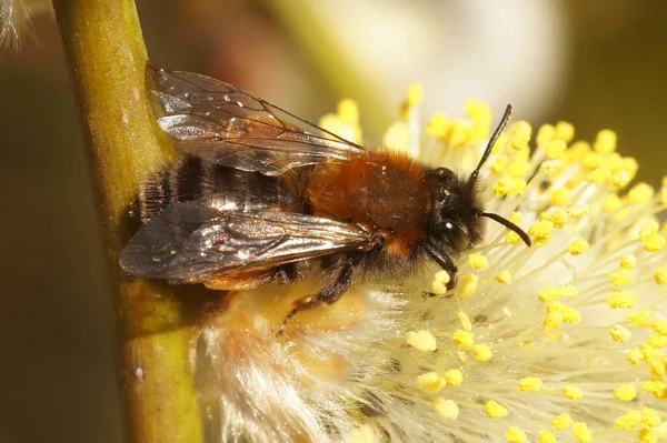 Естественный Крупный План Самки Пчелы Кларк Андрены Кларкеллы Сидящей Уиллоу — стоковое фото