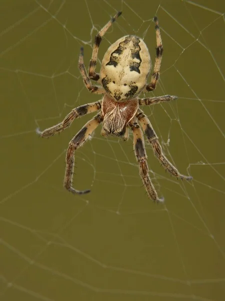 Přirozený Detailní Záběr Samici Pavouka Larinioidy Cornutus Její Pavučině — Stock fotografie