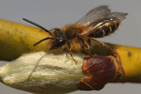 Естественный Крупный План Маленького Симпатичного Самца Короткоокаймлённой Шахтерской Пчелы Андрены — стоковое фото