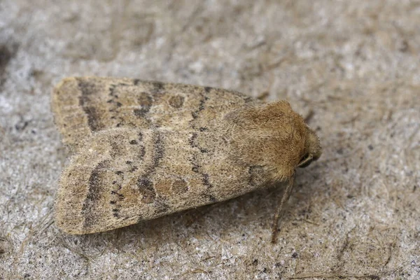 Natural Closeup Uncertain Owlet Moth Hoplodrina Octogenaria Sitting Wood — Stock Photo, Image