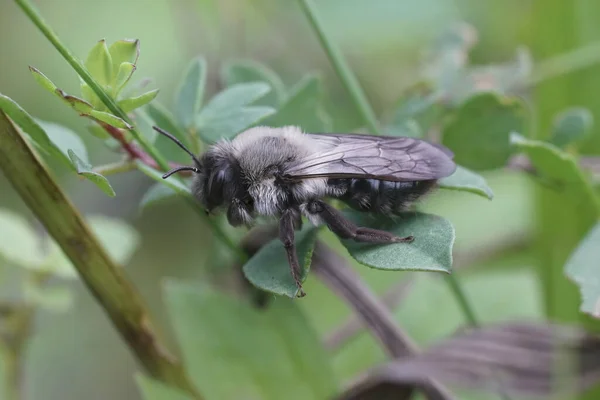 Natural Closeup Grey Backed Mining Bee Andrena Vaga Sitting Vegetation — Stock Photo, Image