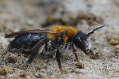 Kıllı, kahverengi, gri, maden arısı Andrena Nitida 'nın yakın plan çekimi.