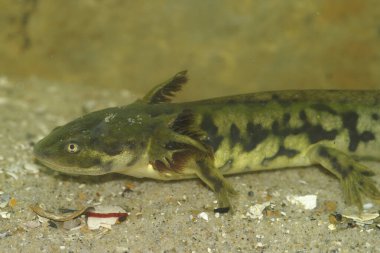 Çubuklu kaplan semenderi Ambystoma mavortium 'un büyük bir su larvasına yakından bakınca yetişkin rengini gösteriyor.