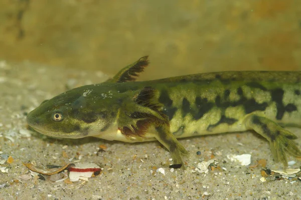 Çubuklu kaplan semenderi Ambystoma mavortium 'un büyük bir su larvasına yakından bakınca yetişkin rengini gösteriyor.