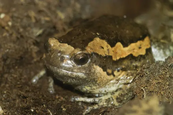 Detailed closeup on a banded bull or chubby frog, Kaloula pulchra, sitting in a terrarium in the pet-trade