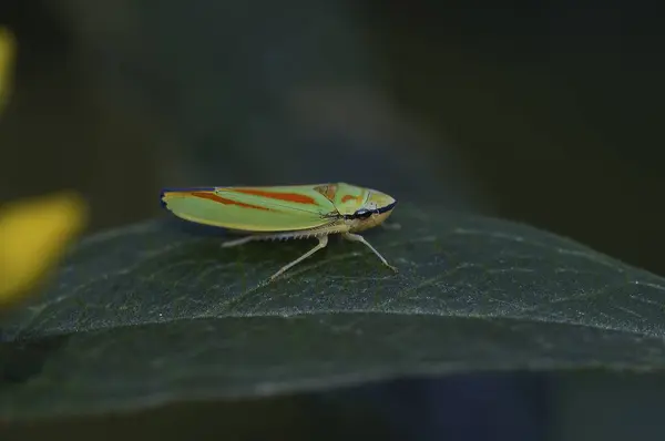Естественный Крупный План Красочной Graphocephala Fennahi Цикада Сидит Зеленом Листе — стоковое фото