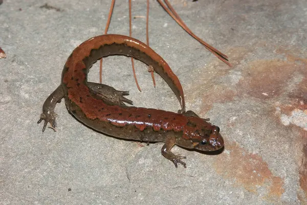 Natürliche Nahaufnahme Eines Nördlichen Salamanders Desmognathus Fuscus Auf Einem Felsen — Stockfoto