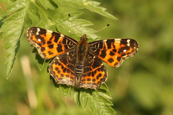 Natural closeup on the colorful orange spring version of the map butterfly, Araschnia levana with spread wings in the vezgetation