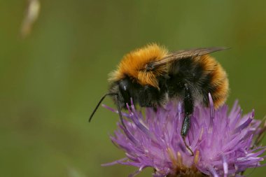 Olağandışı bir koyu renk varyasyonuna doğal yaklaşım. Kartvizit arısı Bombus pascuorum moorselensis.