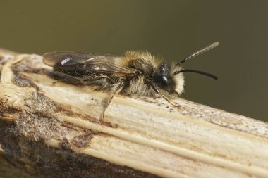 Yerde oturan küçük soluk benizli bir maden arısı Andrena Praecox 'un doğal yakın çekimi.