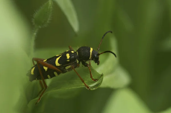 Natural Closeup Colorful Harmless Wasp Mimicking Longhorn Beetle Clytus Arietis — Stock Photo, Image