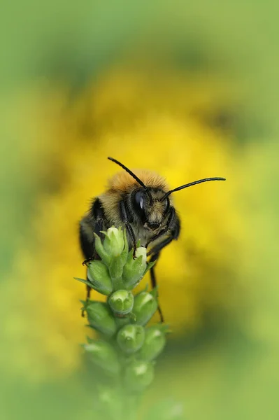 Pionowe Zbliżenie Pracowniku Brązowo Opasanej Pszczoły Zgrzebnej Bombus Pascuorum Żółtym — Zdjęcie stockowe