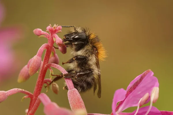 Naturalne Zbliżenie Bombus Pascuorum Wspólnej Pszczoły Zgrzebnej Pijącej Nektar Czerwonego — Zdjęcie stockowe