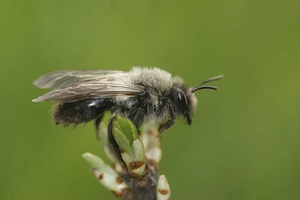 Naturalne Zbliżenie Samicy Siwego Pszczoły Górniczej Andrena Vaga Zielonym Zamglonym — Zdjęcie stockowe