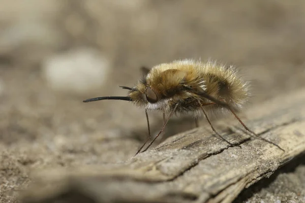 Natürliche Nahaufnahme Des Seltsamen Parasiten Der Dunkelkantigen Bienenfliege Bombyblius Major — Stockfoto