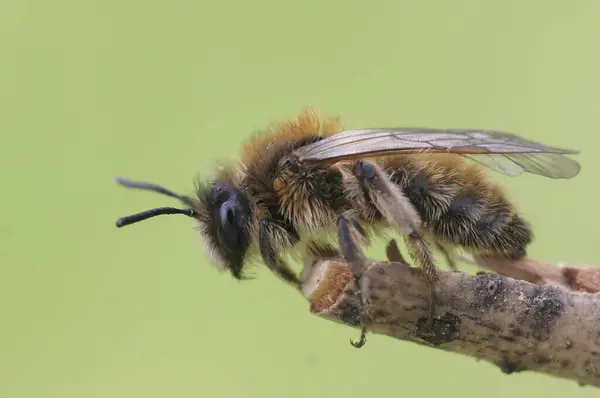 Naturalne Zbliżenie Ujęcie Samicy Mały Pozwolić Górniczy Pszczoła Andrena Praecox — Zdjęcie stockowe