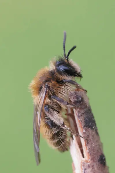 Großaufnahme Auf Einem Pelzigen Braunen Weibchen Kleine Gelbliche Bergbaubiene Andrena — Stockfoto