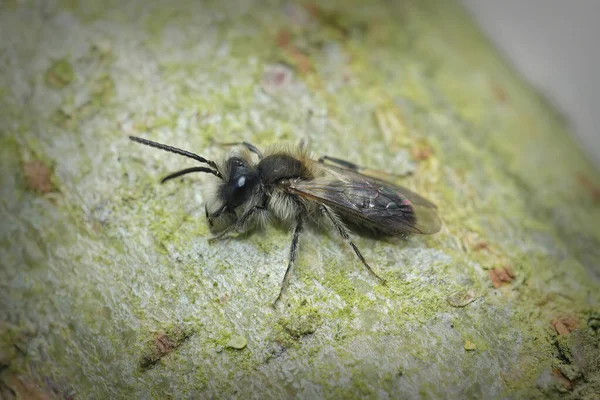 Naturalne Zbliżenie Samicy Małej Pszczółki Górniczej Andreny Praecox Siedzącej Ziemi — Zdjęcie stockowe