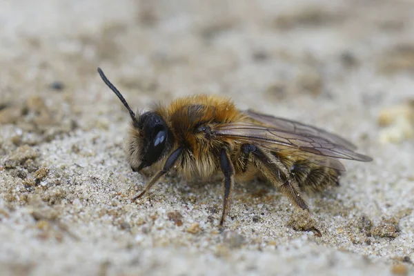 Tiro Closeup Natural Uma Fêmea Pequena Permitir Abelha Mineração Andrena — Fotografia de Stock