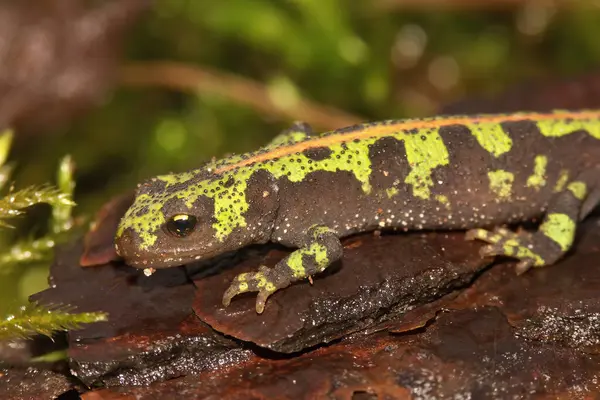 Detailed closeup on the colorful endangered green European marbled newt, Triturus marmoratus sitting on moss