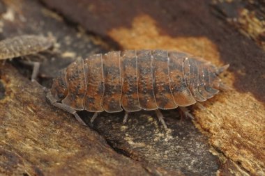 Bodrumdaki anormal turuncu renkte, sıradan bir kabadayı, Porselen makasının detaylı görüntüsü.