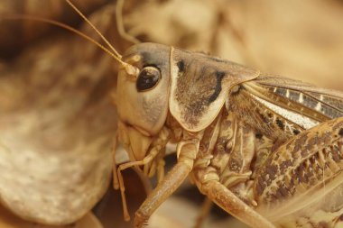 Güneyli bir çekirgeye ya da Beyaz Yüzlü Çalı-Çekirgesi Decticus Albifrons 'a doğal olarak yakın çekim.