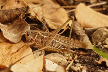 Güneyli bir çekirgeye ya da Beyaz Yüzlü Çalı-Çekirgesi Decticus Albifrons 'a doğal olarak yakın çekim.