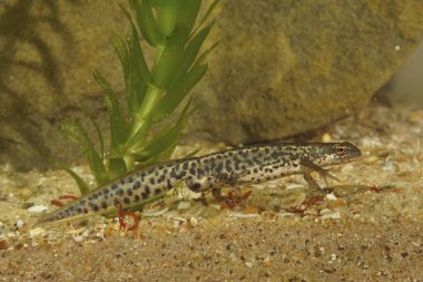Küçük İtalyan semenderi Lissotriton italikus 'un bir erkeği hakkında detaylı bilgi.