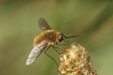 Kurumuş bir çiçeğin üzerindeki tüylü Bombylius venosus gri kıllı arı sineğinin doğal yakın çekimi.