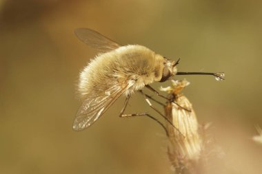 Kurumuş bir çiçeğin üzerindeki tüylü Bombylius venosus gri kıllı arı sineğinin doğal yakın çekimi.