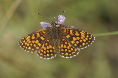 Melitaea celadussa 'nın Akdeniz Güney Heath Fritillary' sine yakın plan çekimleri.