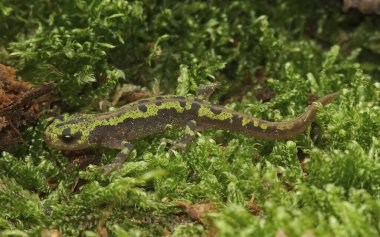 Avrupa Triturus marmoratonunun genç bir üyesi, Fransız misketi semenderi hakkında detaylı bilgi.