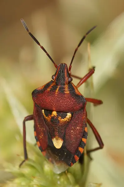 Vertical Natural Closeup Colorful Shieldbug Codophila Varia Sitting Top Vegetation — Stock Photo, Image