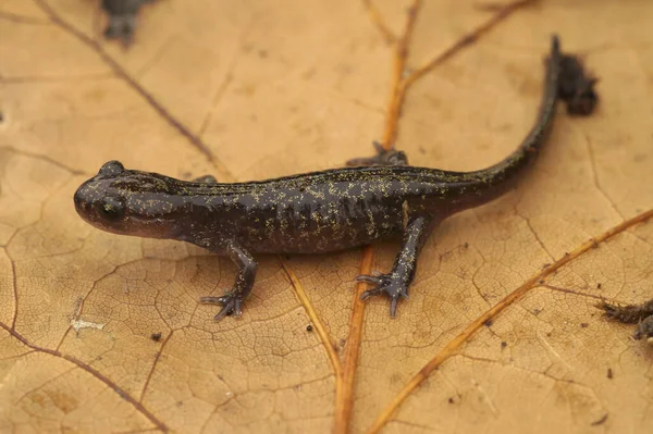 Φυσικό Κοντινό Πλάνο Ένα Νεαρό Ιάπωνα Hokkaido Salamander Hynobius Retardatus — Φωτογραφία Αρχείου