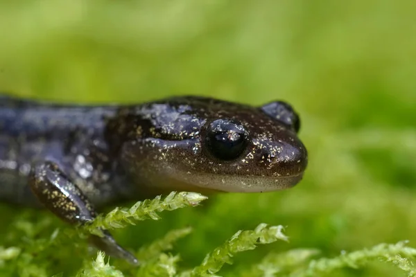 Closeup Natural Uma Salamandra Hokkaido Japonesa Juvenil Hynobius Retardatus — Fotografia de Stock