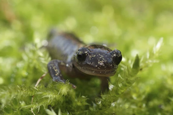 Closeup Natural Uma Salamandra Hokkaido Japonesa Juvenil Hynobius Retardatus — Fotografia de Stock
