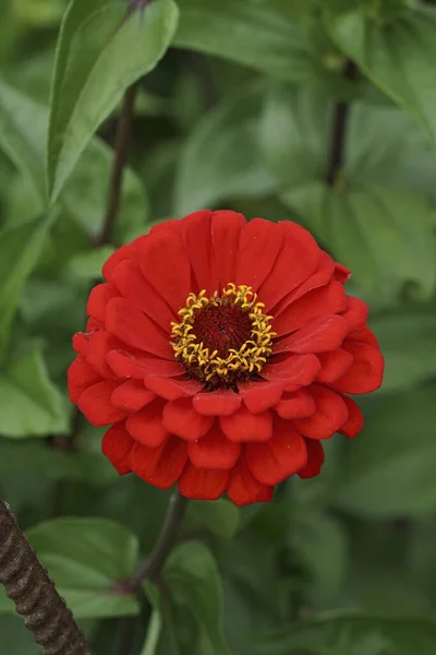 Detailed Vertical Closeup Colorful Brilliant Red Flower Zinnia Elegangs Garden Stock Picture