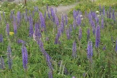 Mavi çiçekli büyük yapraklı lupinler, Lupinus polyphyllus 'tan oluşan doğal bir manzara.