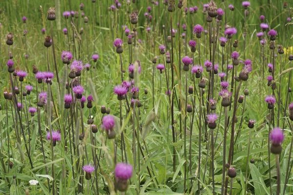 Primer Plano Natural Una Agregación Coloridas Flores Cardo Melancólico Floración — Foto de Stock