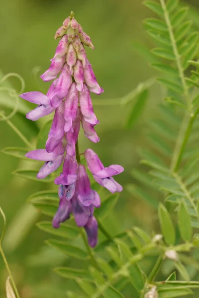 バード獣医の野生花の植物の柔らかい紫色の花に自然なクローズアップ ヴィア クラッカ — ストック写真