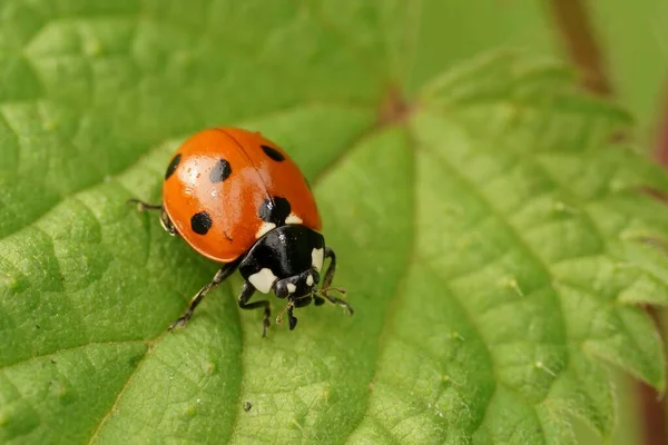 Yeşil bir yaprağın üzerinde oturan, yedi benekli şirin uğurkuşu, Coccinella septempunctata 'nın detaylı görüntüsü.