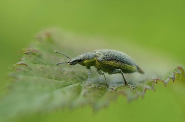 Sarı bantlı yaprak bitine, Chlorophanus Viridis 'e, yeşil bir yaprağın üzerinde otururken doğal seçici odaklanma.