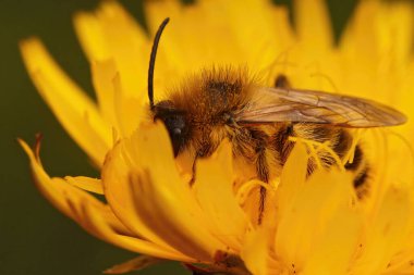 Sarı bir çiçeğin üzerinde oturan tüylü erkek Pantalon arısı Dasypoda Kirpi 'nin doğal yakın çekimi.
