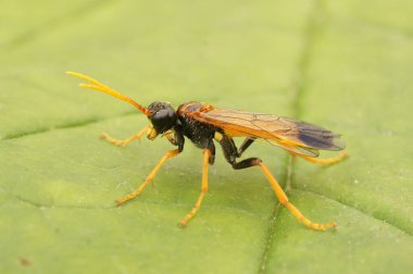 Siyah ve turuncu renkli testerenin doğal yakın çekimi, Tenthredo Campestris, yeşil bir yaprağın üzerinde oturuyor.