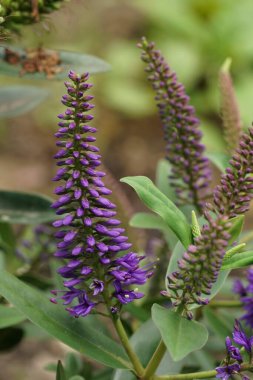 Açık mavi çiçekli çalı üzerinde renkli yakın plan hebe pinguifolia