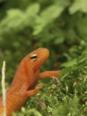 Dogu ya da kirmizi lekeli Newt, Notophthalmus viridescens turuncu kirmizi kiz cocugunun dogal yakinligi.