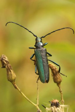 Metalik yeşil Musk Longhorn böceği Aromia Moschata 'ya doğal dikey yakın çekim